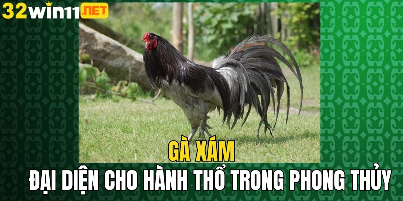 Gà xám đại diện cho hành thổ trong phong thủy