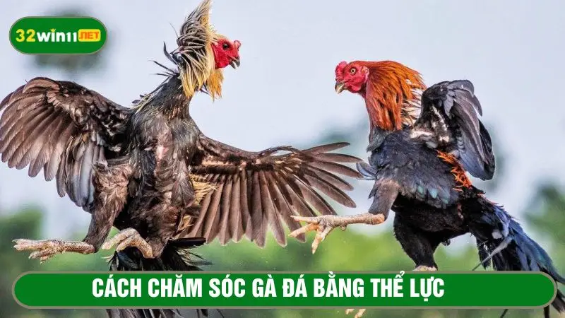 Rèn luyện thể lực cho gà chọi 