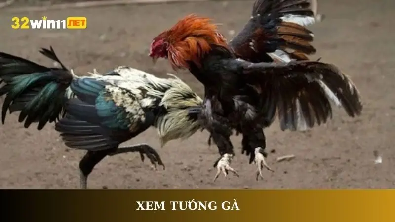 Xem tướng gà